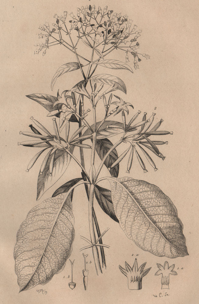 QUININE BARK TREE. Red & grey Quinquina (Cinchona) 1834 old antique print